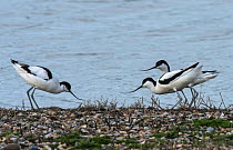 Pied avocets (Recurvirostra avosetta) examining a potential nest site. Oosterendl, Texel Island, The Netherlands.