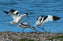 Pied avocets (Recurvirostra avosetta) fighting over a potential nest site on a shingle island. Oosterendl, Texel Island, The Netherlands, Europe