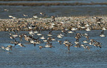 Dunlin (Calidris alpina) migratory flock flying in to feed. Molwerk, Texel Island, The Netherlands, Europe