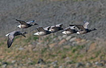 Small flock of Brent geese (Branta bernicla) in flight. Texel Island, The Netherlands.