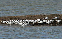 Pied avocet (Recurvirostra avosetta) flock resting on island whist on migration. Oosterendl, Texel Island, The Netherlands.