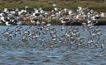 Dunlin (Calidris alpina) flock migratory flock, flying in to feed. Molwerk, Texel Island, The Netherlands.