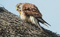 Common kestrel (Falco tinnunculus) cleaning its beak, perched on thatched roof, Texel Island, The Netherlands.