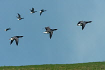 Small flock of Brent Geese (Branta bernicla) in flight..Texel Island, The Netherlands, Europe