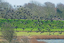 Migratory flock of Brent Geese (Branta bernicla) flying in to feed on coastal pasture, Texel Island, The Netherlands.