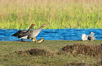 Greylag geese (Anser anser) parents with chick, calling at gulls, Groote Vlak, Texel Island, The Netherlands.