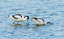 Pied avocets (Recurvirostra avosetta) female soliciting copulation in the water. Oosterendl, Texel Island, The Netherlands.