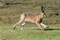 European hare (Lepus europaeus) running across pasture. Molwerk, Texel Island, The Netherlands.