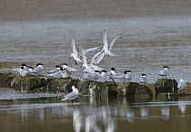 Sandwich terns (Sterna sandvicensis) group on rocks, Oosterend, Texel Island, The Netherlands.