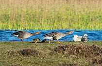Greylag geese (Anser anser) escorting and protecting their chicks. Groote Vlak, Texel Island, The Netherlands.
