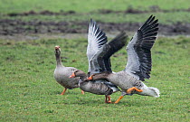 Greylag geese (Anser anser) two fighting, watched by another. Nieuweschild, Texel Island, The Netherlands.