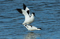 Pied avocets (Recurvirostra avosetta) copulating in the water. Oosterendl, Texel Island, The Netherlands.