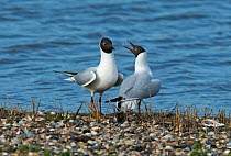 Black-headed gulls (Larus ridibundus) courtship, female calling to the male. Texel Island, The Netherlands.