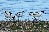 Five Pied avocets (Recurvirostra avosetta) two pairs disputing a potential nest site. Oosterendl, Texel Island, The Netherlands.