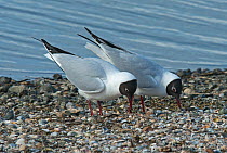 Black-headed gulls (Larus ridibundus) courtship on beach, Texel Island, The Netherlands. April.