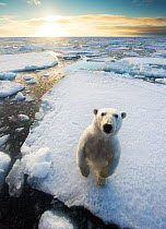 Polar bear (Ursus maritimus)  standing on ice floe, looking at camera. Svalbard, Norway. August.