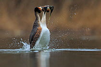 Great crested grebe (Podiceps cristatus cristatus) courtship weed dance, Cardiff, UK, March.