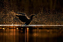 Cormorant (Phalacrocorax carbo) shaking water after diving at dawn, Cardiff, UK, March.