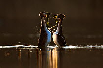Great crested grebe (Podiceps cristatus cristatus) courtship weed dance at dawn, Cardiff, UK, March.