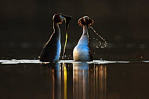 Great crested grebe (Podiceps cristatus cristatus) courtship dance at dawn, Cardiff, UK, March.