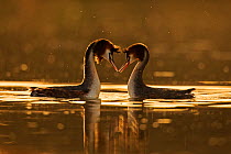 Great crested grebe (Podiceps cristatus cristatus) courtship dance at dawn, Cardiff, UK, March. Highly Commended in the Animal Behaviour Category of the BWPA Competition 2015.