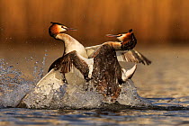 Great crested grebe (Podiceps cristatus cristatus) rival males fighting during mating season, Cardiff, UK, March.