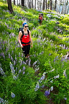 Meredith Watson and Vicky Spring hiking the Lake Chelan Trail between Moor Point and Stehekin, in woodland with Lupin (Lupinus) flowers, Lake Chelan National Recreation Area, Washington, USA, May 2015...
