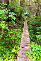 Long section of boardwalk, West Coast Trail, Nitinat Narrows, Pacific Rim National Park, Vancouver Island, British Columbia, Canada, May 2015.