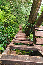 Vicky Spring descending ladders to Logan Creek, along the West Coast Trail, Pacific Rim National Park Reserve, Vancouver Island, British Columbia, Canada, May 2015. Model released.
