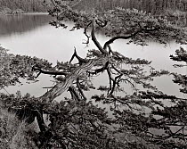 Cedar tree leaning over Bowman Bay,  Fidalgo Island. Washington, USA.