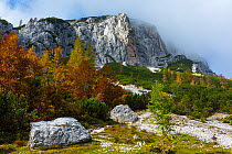 Autumnal forests in Triglav National Park, Trenta Valley, Julian Alps, Bovec, Slovenia, October 2014.