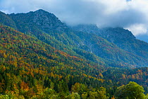Autumnal forest in Kranjska Gora, Jesenice, Julian Alps,  Slovenia, October 2014.