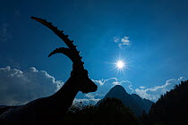 Statue of Alpine ibex (Capra ibex) silhouetted, with mountains, Kranjska Gora, Jesenice, Julian Alps,  Slovenia, October.
