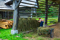Elderly woman storing hay in barn, Studor v Bohinju village, Bohinj, Upper Carniola, Slovenia, October 2014.