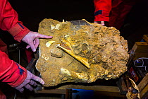 Cave bear (Ursus spelaeus) fossil in  Cross Cave ( Krizna Jama) under Cross Mountain, Green Karst, Slovenia, October 2014.