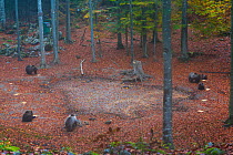 European brown bear (Ursus arctos arctos) group in clearing of Masun forest, Green Karst, Slovenia, October.