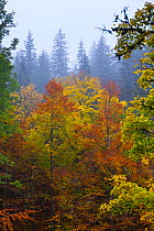European beech (Fagus sylvatica) forest in autumn, Ilirska Bistrica, Green Karst, Slovenia, October 2014.