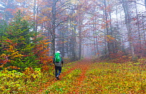 Man walking through European beech (Fagus sylvatica) forest in autumn, Ilirska Bistrica, Green Karst, Slovenia, October 2014.