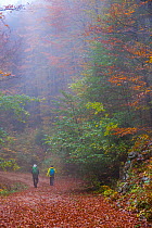 Couple walking through European beech (Fagus sylvatica) forest in autumn, Ilirska Bistrica, Green Karst, Slovenia, October 2014.