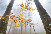 European beech forest (Fagus sylvatica) in autumn, view from below in the mist, Ilirska Bistrica, Green Karst, Slovenia, October.