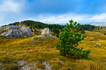 Hillside near Ilirska Bistrica with pine trees, Green Karst, Slovenia, October 2014.