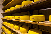 Organic cheese farm, with cheeses maturing on shelves Cadrg, Julian Alps, Tolmin, Slovenia, October.
