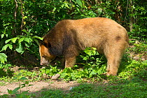 Asiatic black bear (Ursus thibetanus) blonde / golden colour morph, Phnom Penh, Cambodia. Captive, occurs in Asia.