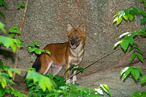 Asiatic wild dog (Cuon alpinus) captive, occurs in Asia