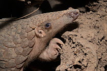 Malayan pangolin (Manis javanica) portrait. Endangered species. Captive, occurs in South East Asia.