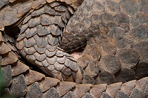 Malayan pangolin (Manis javanica) curled up in a defensive ball, close up. Endangered species. Captive, occurs in South East Asia.