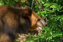 Asiatic black bear (Ursus thibetanus) blonde / golden colour morph, Phnom Penh, Cambodia. Captive occurs in Asia.