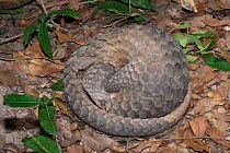 Malayan pangolin (Manis javanica) curled up in a defensive ball. Endangered species.