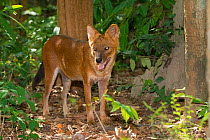 Asiatic wild dog (Cuon alpinus) captive, occurs in Asia.