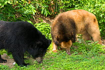 Asiatic black bear (Ursus thibetanus) normal and blonde / golden colour morph, Phnom Penh, Cambodia. Captive occurs in Asia.